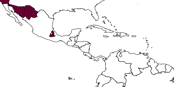 map of Chrysis callosella     Bohart, 1982